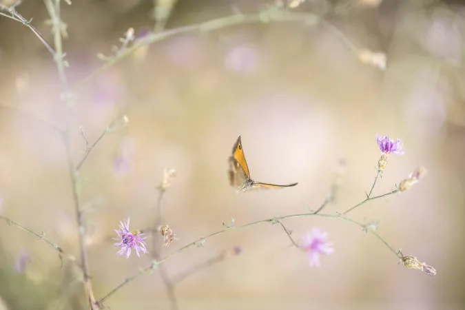 Petit papillon aux ailes orange et brunes.