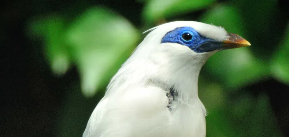 Tête d'oiseau aux plumes blanches, bec jaune et peau bleue autour de son oeil noir.