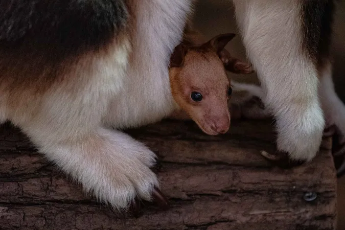 Tête d'un jeune dendrolague de Goodfellow dans la poche de sa mère.