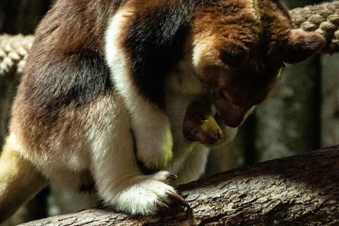 Jeune dendrologue de Goodefellow et sa mère sur un tronc d'arbre.