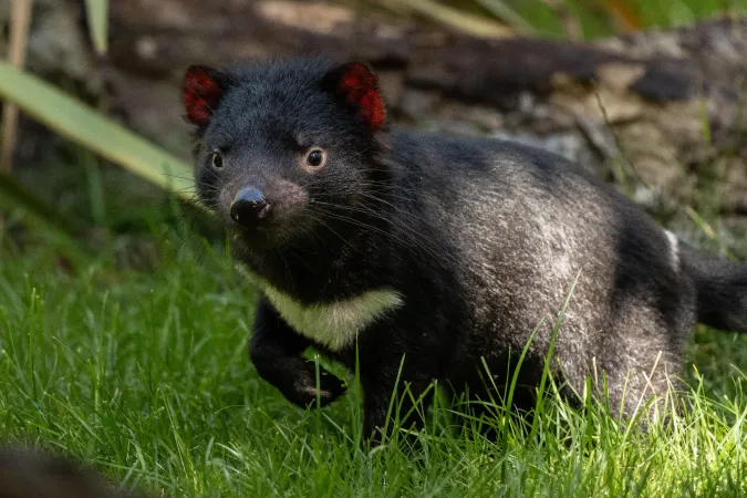 Diable de Tasmanie