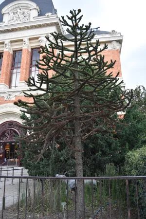 Un Araucaria actuel, arbre aux branches couvertes de grosses aiguilles en forme d'écailles, et au tronc couvert de cicatrices de feuilles.