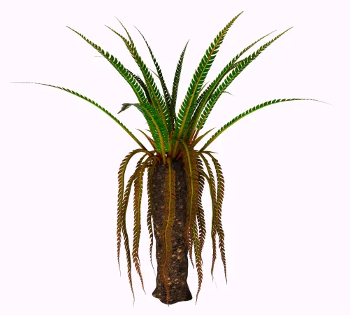 Plante tropicale au tronc large et aux longues feuilles ramifiées. D'anciennes feuilles restent attachées au tronc, marqué par les cicatrices d'aures feuilles déjà tombées.