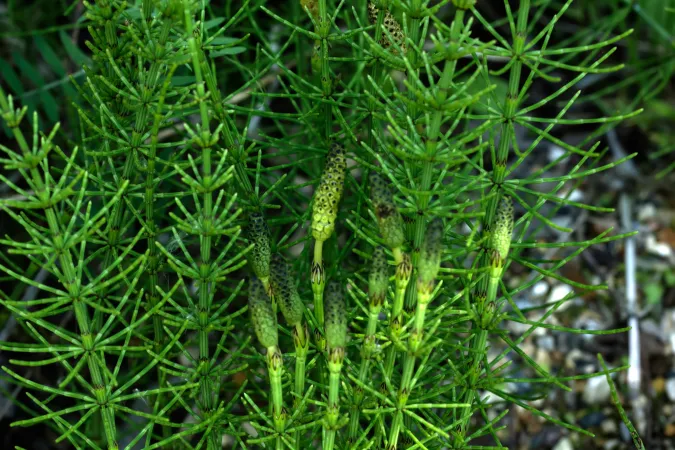 Des plantes basses, très vertes et ramifiées en tiges, mais sans feuilles ni fleurs.