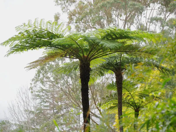 Fougres arborescentes : des arbres avec de grandes feuilles aux formes typiques des fougères