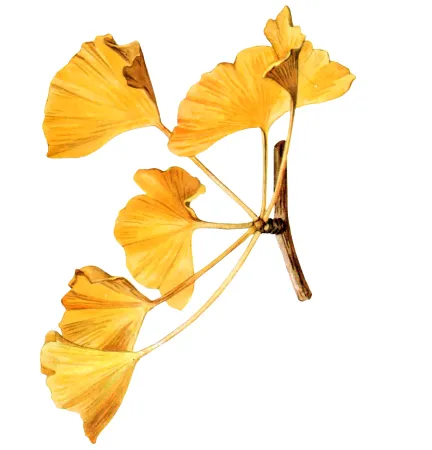Feuilles jaunes en forme d'éventail.