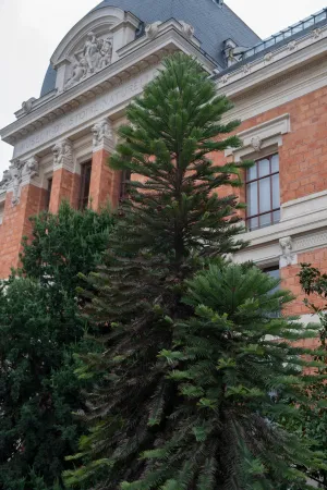 Un conifère aux branches épaisses, qui ont un port légèrement descendant puis remontant.
