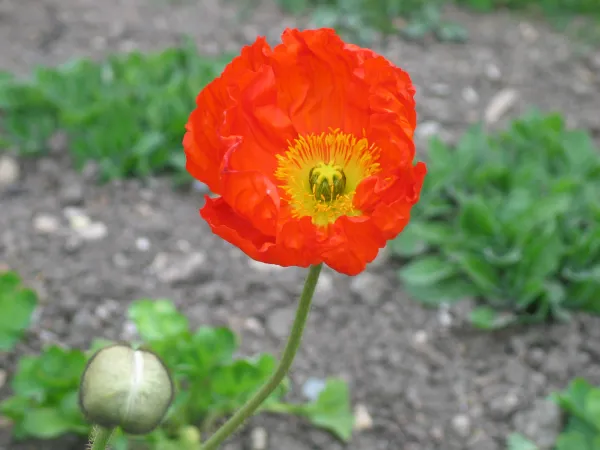 Pavot d'Islande rouge en gros plan