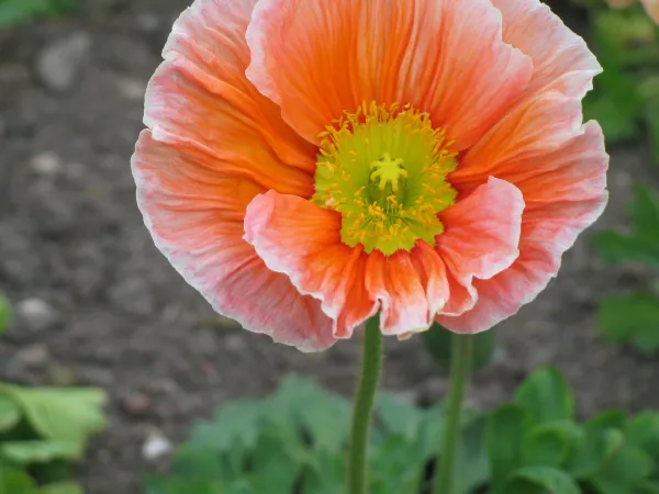 Pavot d'Islande rose en gros plan