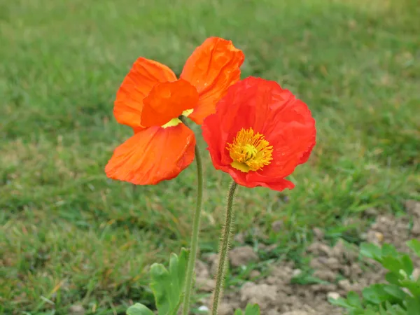 Deux pavots d'Islande rouges