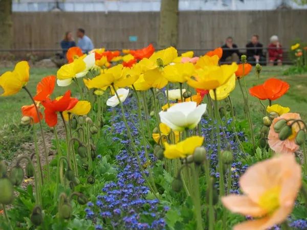 Parterre de pavots d'Islande jaunes, rouges, blancs et roses