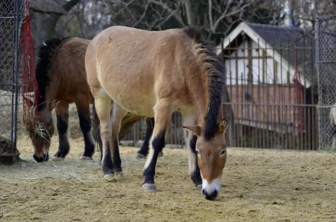 Photo d'un cheval de Przewalski