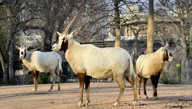 Photo d'oryx d'Arabie