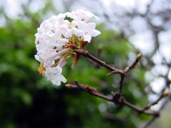 Fleurs de viorne odorante au bout d'une branche