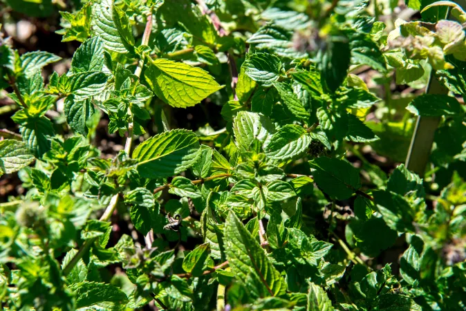 Feuilles de menthe poivrée