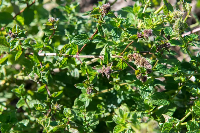 Feuilles de menthe poivrée en gros plan