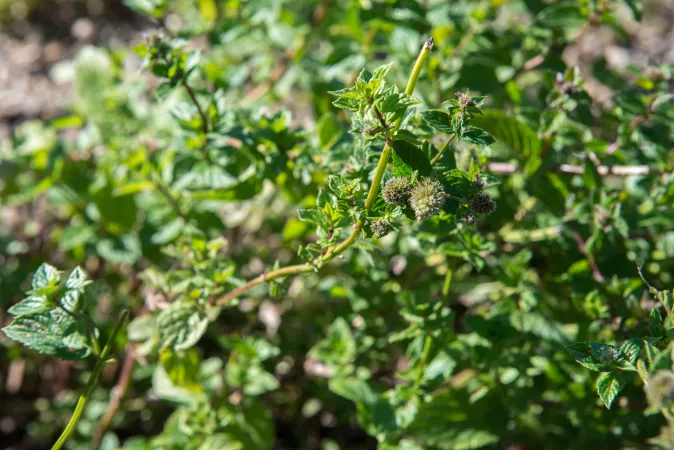 Feuilles de menthe poivrée en gros plan