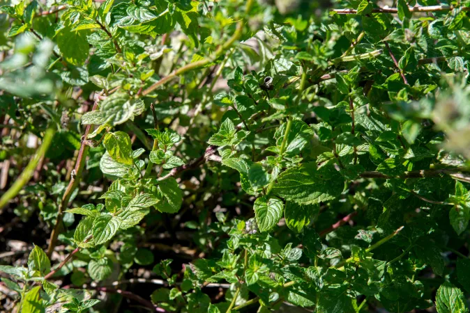 Feuilles de menthe poivrée en gros plan