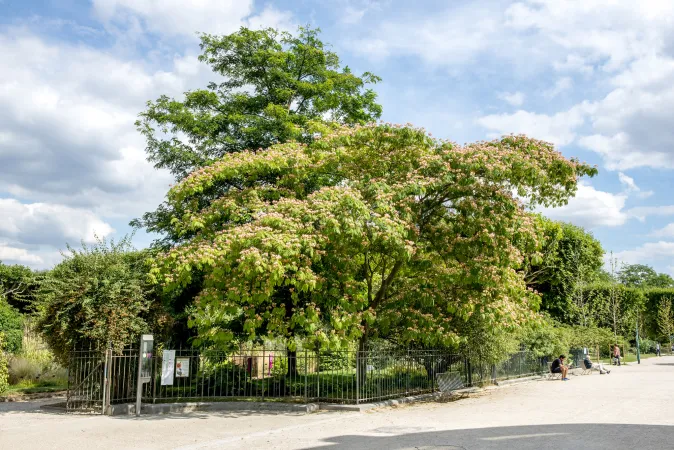 Photo d'un arbre à soie