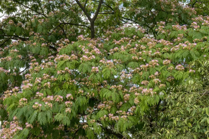 Photo de fleurs d'arbre à soie