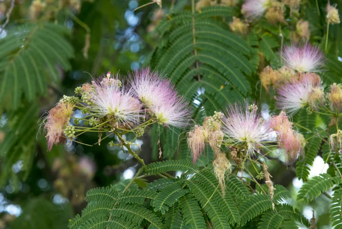 Photo de fleurs d'arbre à soie