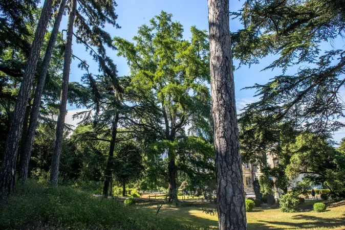 Groupe de grands arbres Ginkgo biloba.