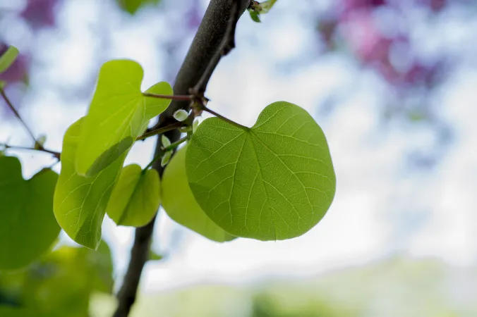 Photo de feuilles d'un arbre de Judée
