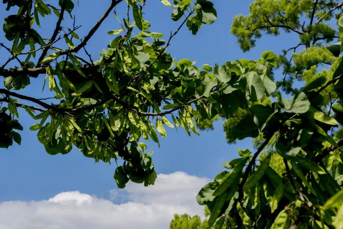 Photo de branches d'un arbre de Judée