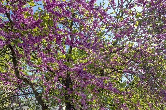 Photo de fleurs d'un arbre de Judée