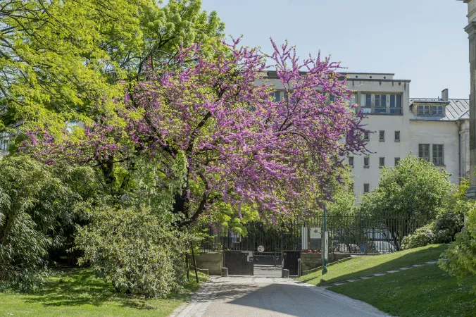 Photo de fleurs d'un arbre de Judée