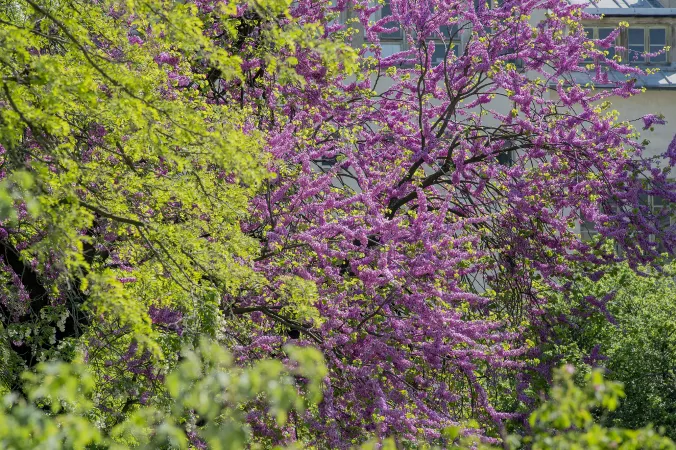 Photo de fleurs d'un arbre de Judée