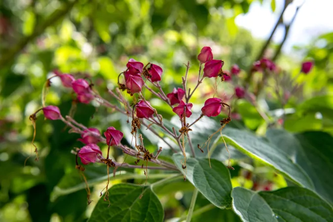 Fleurs rouges d'arbre du clergé