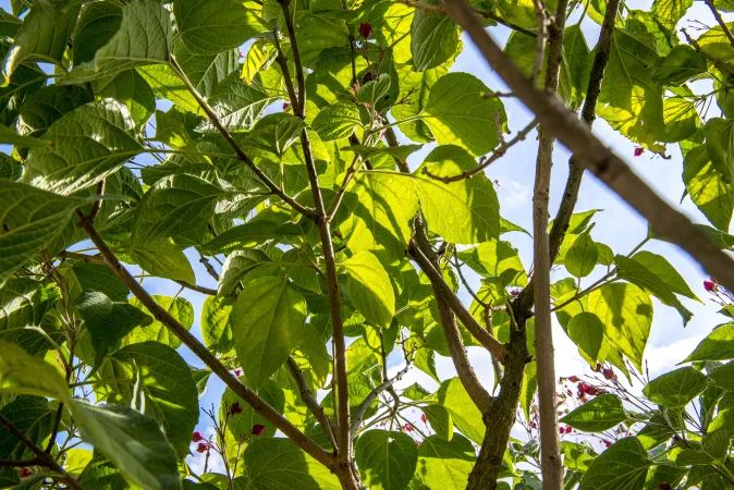 Feuilles d'arbre du clergé
