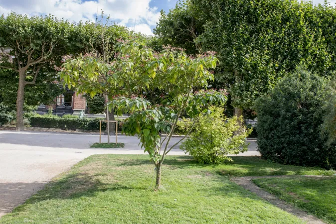 Photo en pied d'un arbre du clergé