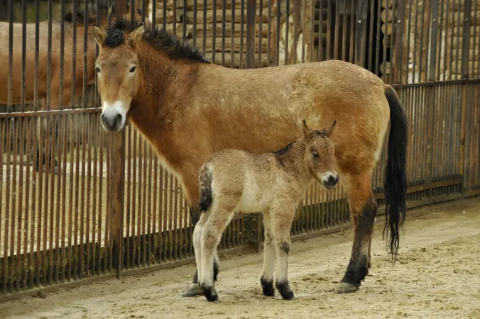 Photo de chevaux de Przewalski (mère et poulain)