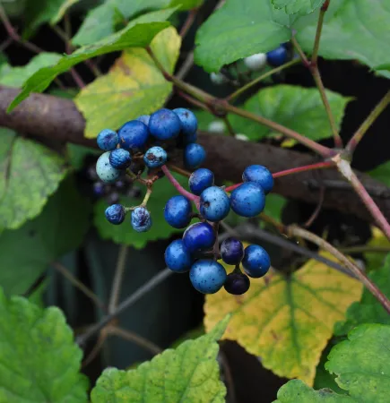 Fruits d'une vigne vierge à fruits bleus