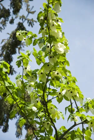 Branches d'arbre aux mouchoirs avec leurs fleurs