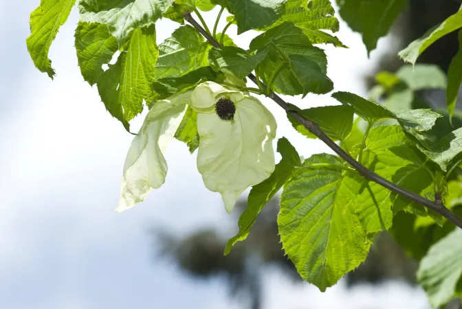 Fleurs blanches d'arbre aux mouchoirs