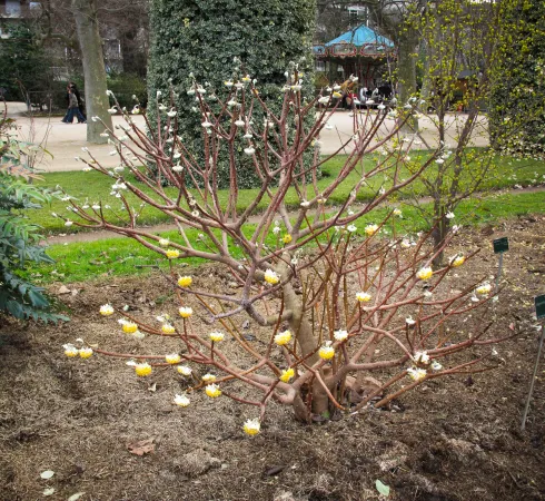 Photo d'un arbuste edgeworthie à fleurs d'or