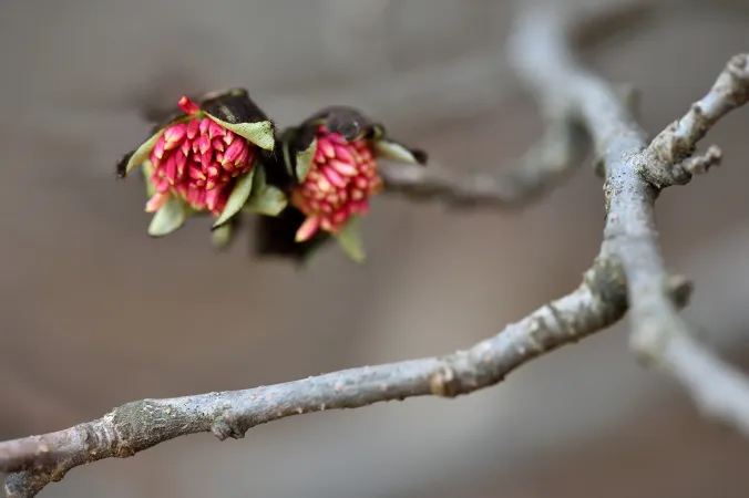 Fleurs de parrotie de Perse en gros plan