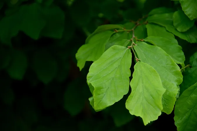 Feuilles de parrotie de Perse en gros plan