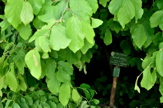 Feuilles de parrotie de Perse en gros plan