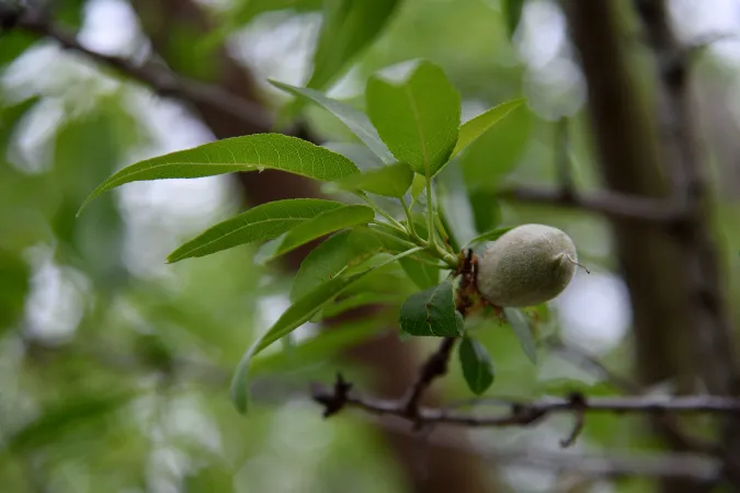 Branche d'amandier doux avec fruits