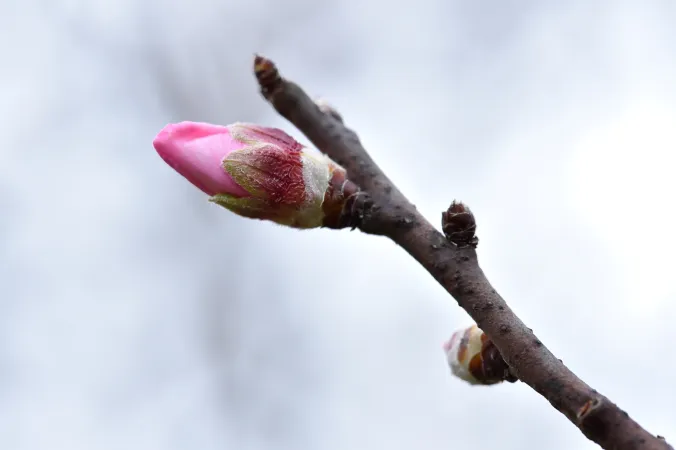 Fleurs d'amandier doux