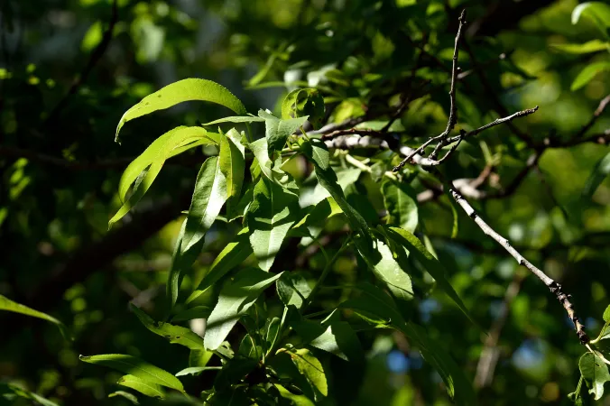Branches d'amandiers doux avec des fruits