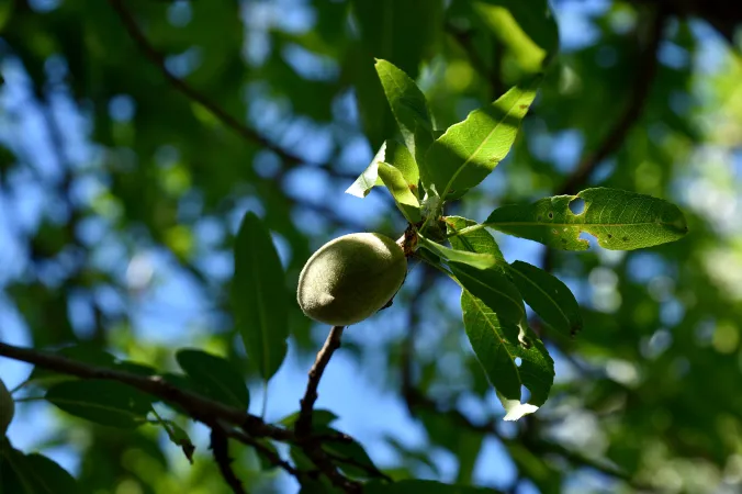 Branches d'amandiers doux avec des fruits