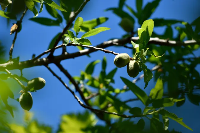 Branches d'amandiers doux avec des fruits