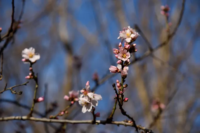 Fleurs d'amandier doux