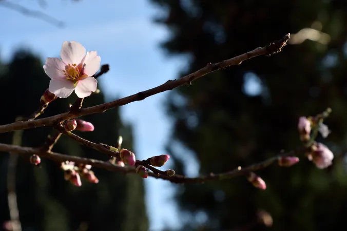 Fleurs d'amandier doux