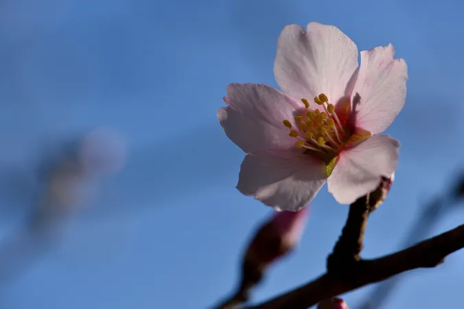 Fleur d'amandier doux